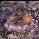 coveredingold avatar