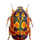 coveted-angel avatar