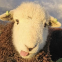 covett-lovett avatar