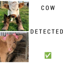 cow-detector-offical avatar
