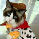 cowboy-cat avatar