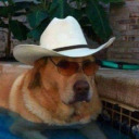 cowboy-uti avatar