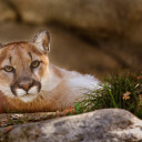 cowboycatamount avatar