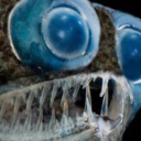 cowboykakashi avatar