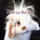 cowgirlbunyyyy avatar