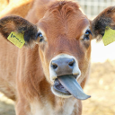 cowlospromptstorage avatar