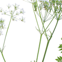 cowparsley avatar