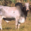 cows-are-god avatar