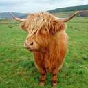 cows-with-bangs avatar