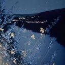 cows-with-osteoporosis avatar