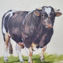 cows4247 avatar