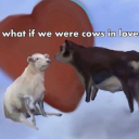 cowsinlove avatar