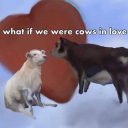 cowsinlovee avatar
