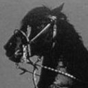 coyote-catcher avatar