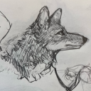 coyote-from-mars avatar