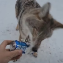 coyotecalculations avatar