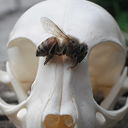 coyotecarrion avatar