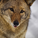 coyotecrackers avatar