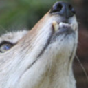 coyotedoesrpmemes avatar