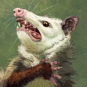 coyoteesaurusrex avatar
