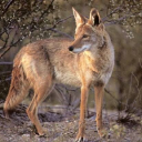 coyotegut avatar