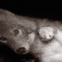 coyoteinducedoxidatiom avatar