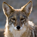 coyoteobsessed avatar