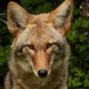 coyotepawsteps avatar