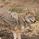 coyotesongwriting avatar