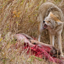 coyotevvitch avatar
