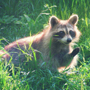 cozy-blankets avatar