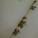 cozy-coffee-academia avatar