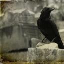 cozy-darkness avatar