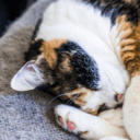 cozy-mogai-cafe avatar