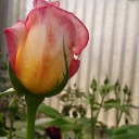 cozydreamings avatar