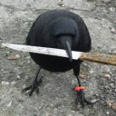 cr0w-with-a-knife avatar