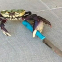 crab-identifier avatar