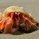 crab-thoughts avatar