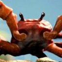 crab73 avatar