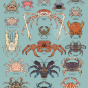 crabaccountant201 avatar