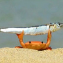 crabdication avatar