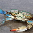 crabmeiser avatar