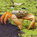 crabs avatar