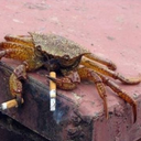 crabswithcigarettes-blog avatar