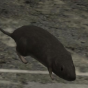 crack-rats avatar