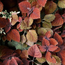 crackedpavements avatar