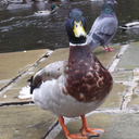 crackersforquackers avatar