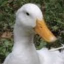 crackheadtheduck avatar