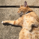 craftiebeaver avatar