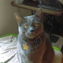 craftingwithcat avatar